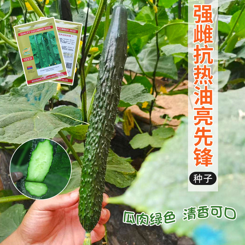 Высокопродуктивные традиционные семена и саженцы огурца с зеленым сердцем для осенних овощей и фруктов