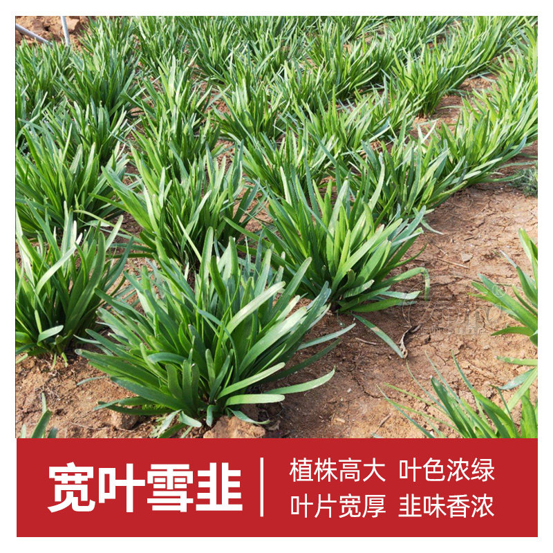 Семена чеснока Xuejiu широколистные четырехсезонные для горшков с корнеплодами, мелкие листья, саженцы