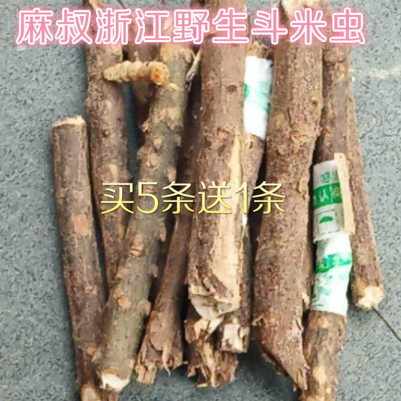 Ма Цзинь Доумичонг / Чжэцзян [Дикие живые экземпляры] Доумичонг / Даоду Хуанланг-червь / Хуанляо Волчий Червь / Юньши Древоточец