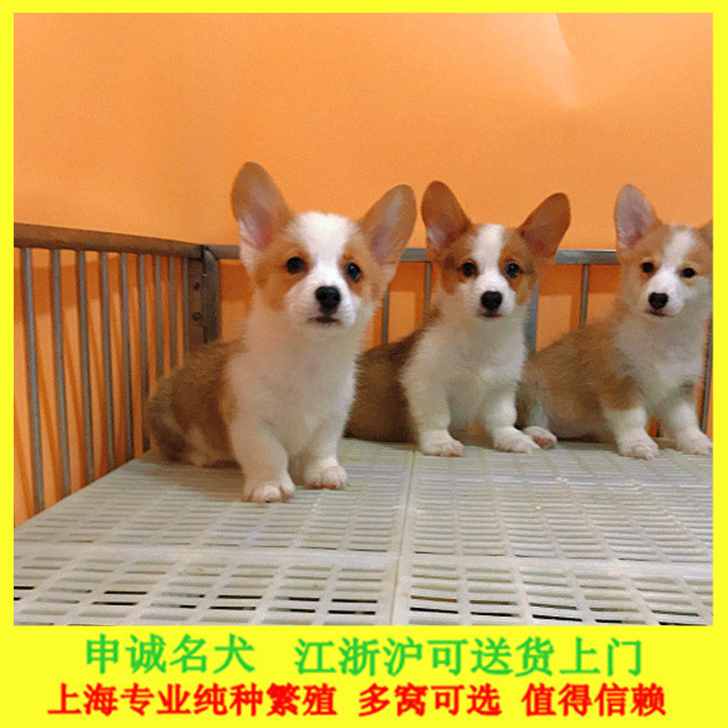 Чистокровные щенки корги, живые, с шанхайской родословной, питомник корги, коротконогие щенки, семейные собаки-компаньоны