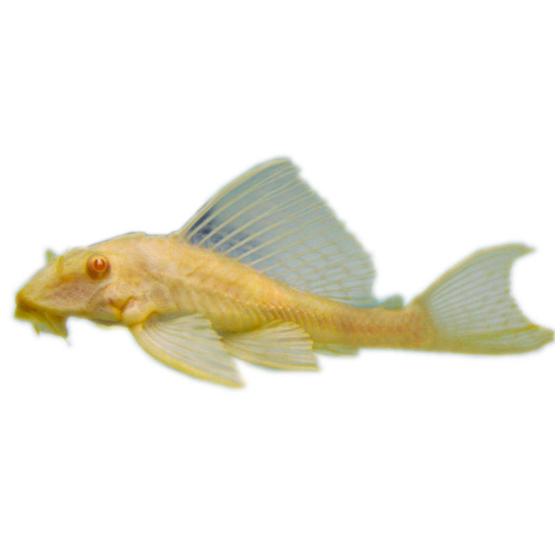 Красноглазый золотой королевский сом-присоска живое существо, королева с большими плавниками, леопардовый узор, тропическая рыба для аквариума