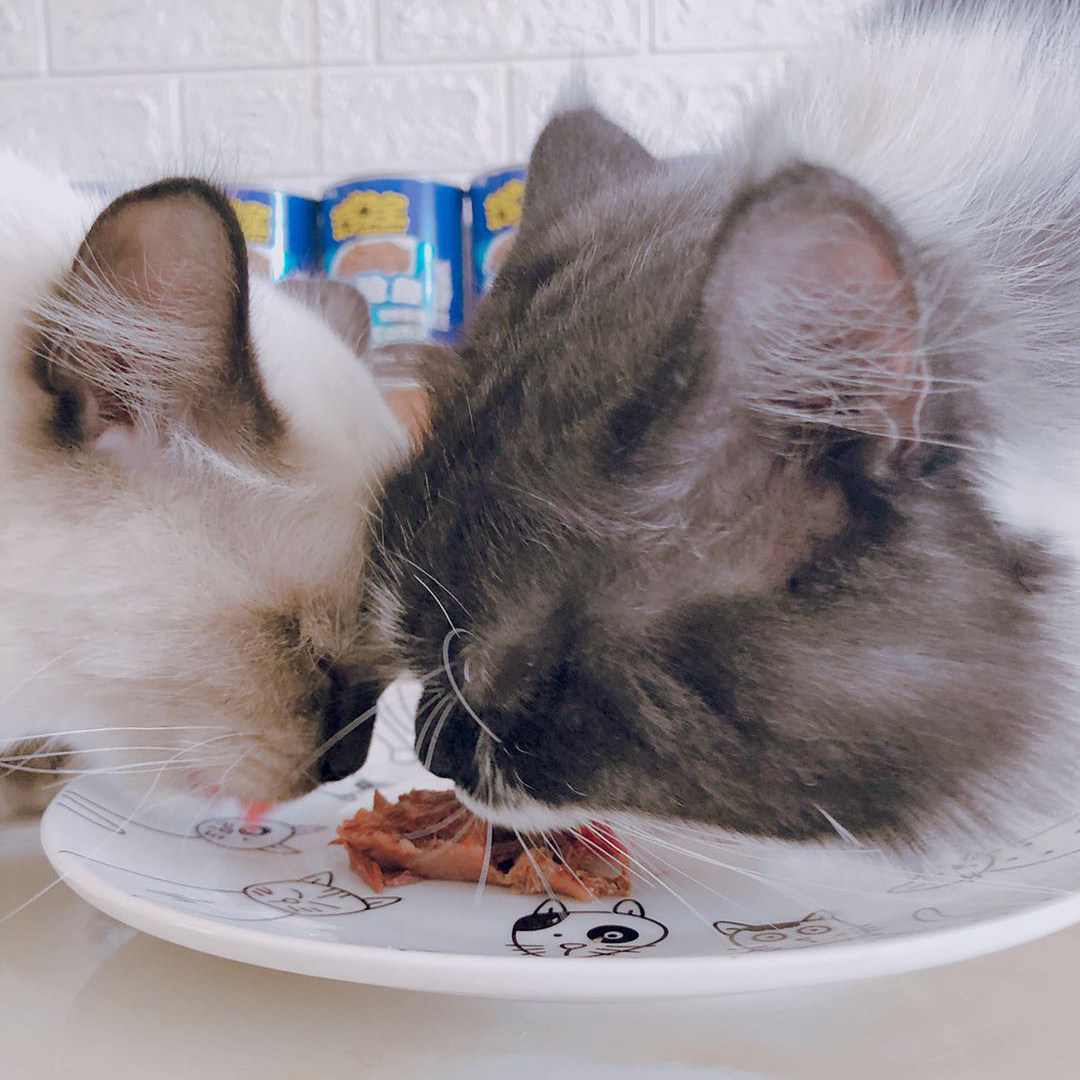 Корм для кошек Feifeibao с тунцом для котят и взрослых кошек, влажный основной корм, закуски для кошек, упаковка 24 банки по 375 г, бесплатная доставка