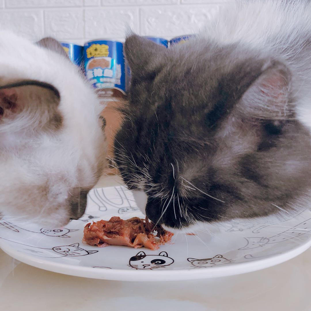 Корм для кошек Feifeibao с тунцом для котят и взрослых кошек, влажный основной корм, закуски для кошек, упаковка 24 банки по 375 г, бесплатная доставка