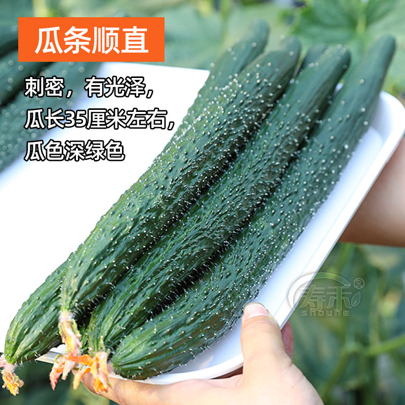 Высокопродуктивные традиционные семена и саженцы огурца с зеленым сердцем для осенних овощей и фруктов