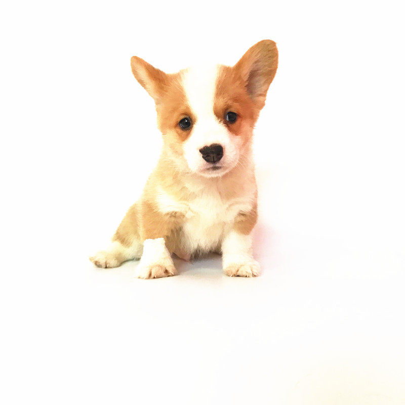 Чистокровные щенки корги, живые, с шанхайской родословной, питомник корги, коротконогие щенки, семейные собаки-компаньоны
