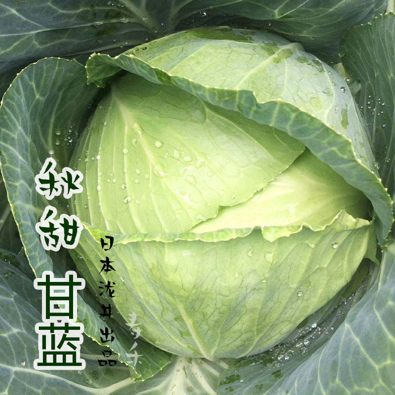 Семена капусты, рассада капусты, семена кочанной капусты, круглая капуста