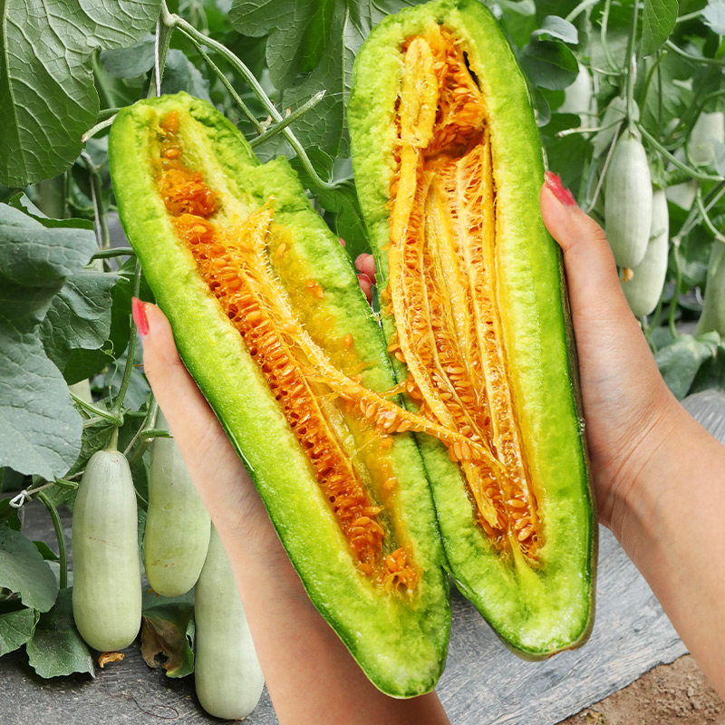 Семена и саженцы медовой дыни с рогами, хрустящей сладкой дыни, овощные саженцы с высокой урожайностью, ароматной дыни на все сезоны, комплект уплотненных саженцев