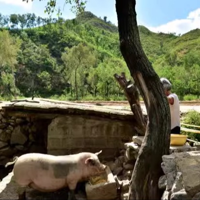 Домашняя свинина: свежие свиные отбивные, кишечник, свиные ноги, ребра, свиные копыта, свиная брюшина