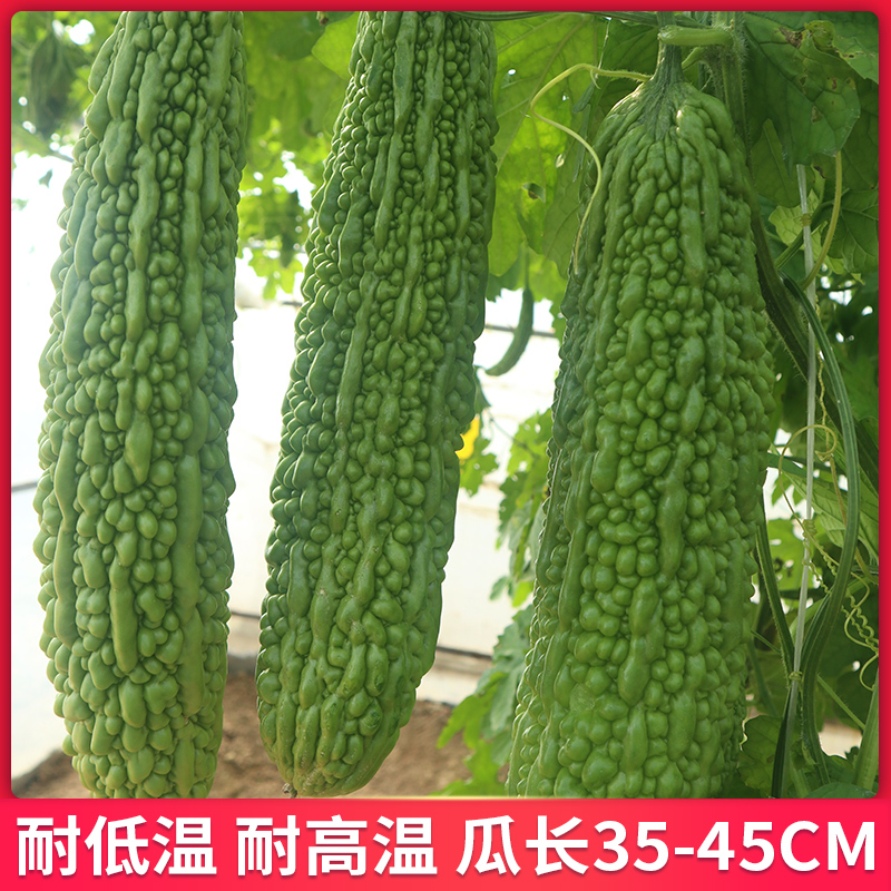 Семена горькой дыни Saibilu для весны, осени и зимы, рассада горькой дыни, полный набор семян овощей для всех сезонов