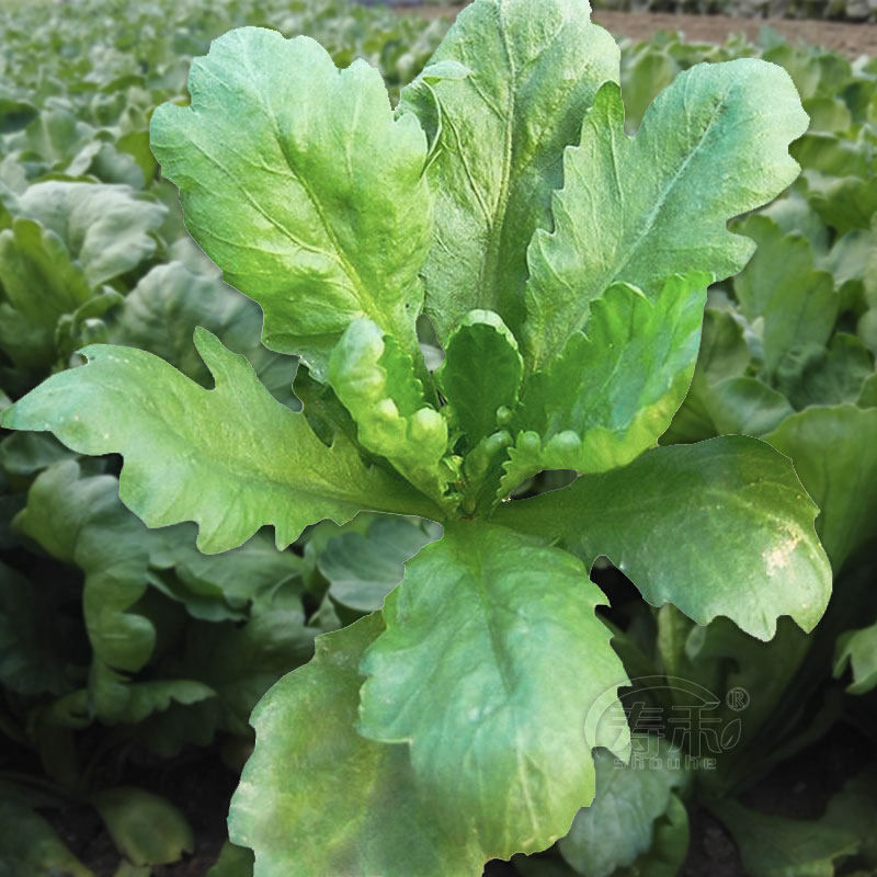 Семена хризантемы с большими и маленькими листьями, овощи Императора для осенне-зимнего сезона