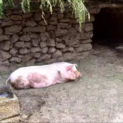 Домашняя свинина: свежие свиные отбивные, кишечник, свиные ноги, ребра, свиные копыта, свиная брюшина