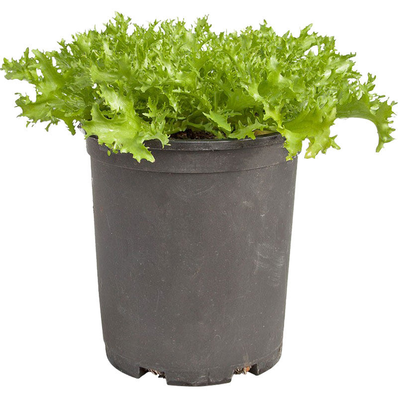 Семена четырёхсезонного горького хризантемы, рассада с вариегатными листьями, семена горького салата, осенние семена для горшочного овощеводства