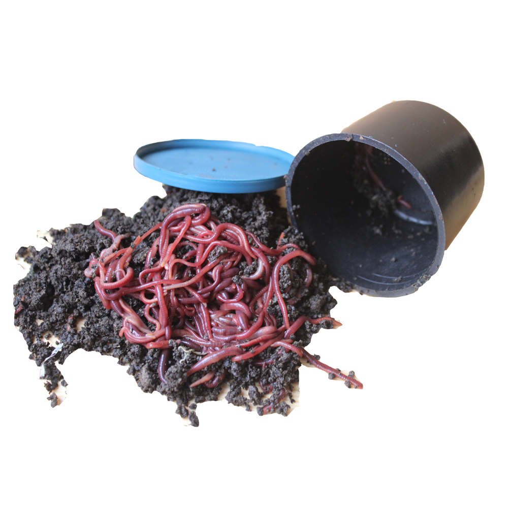 Live Red Earthworms in Box - Fresh Fishing Bait Da Ping No.2 for Angling by Fishing King Military Earthworms