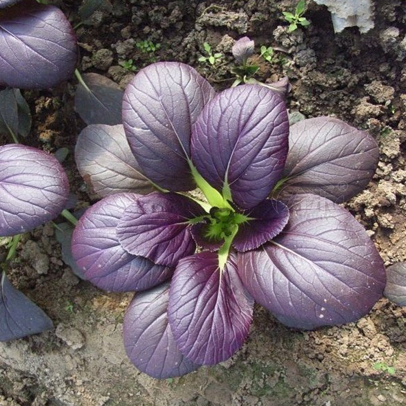 Семена фиолетовой рапса, семена молодого пак-чой, семена красного шанхайского пак-чой, овощные семена для осени и круглого сезона