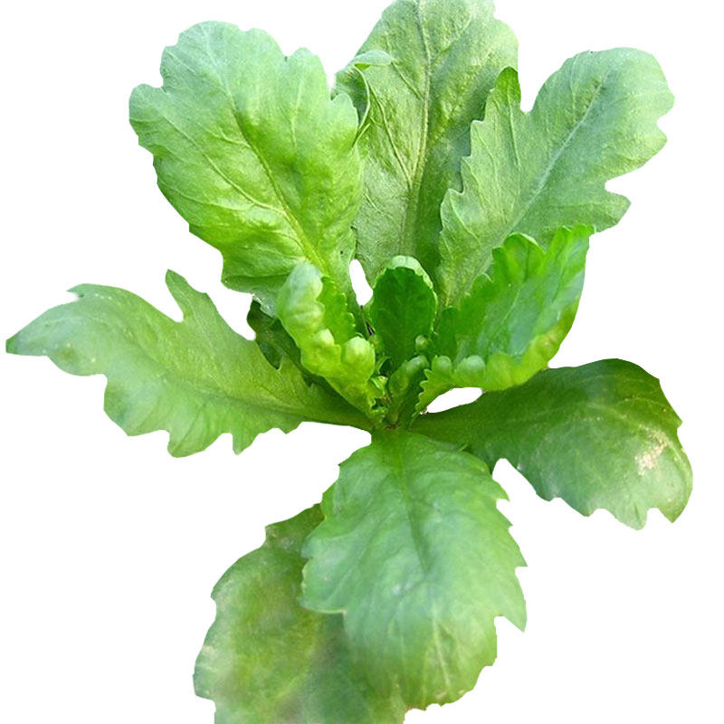 Семена хризантемы с большими и маленькими листьями, овощи Императора для осенне-зимнего сезона