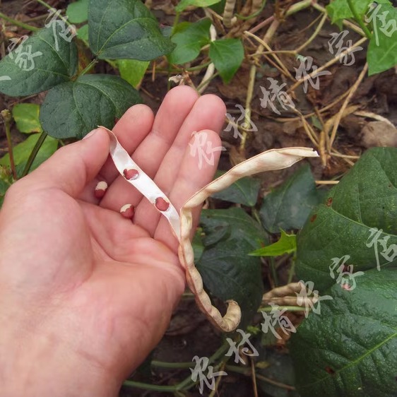 Nongcunqing 2024 фермерская красная фасоль адзуки, не адзуки, новая красная фасоль, цельнозерновая красная фасоль 500 г