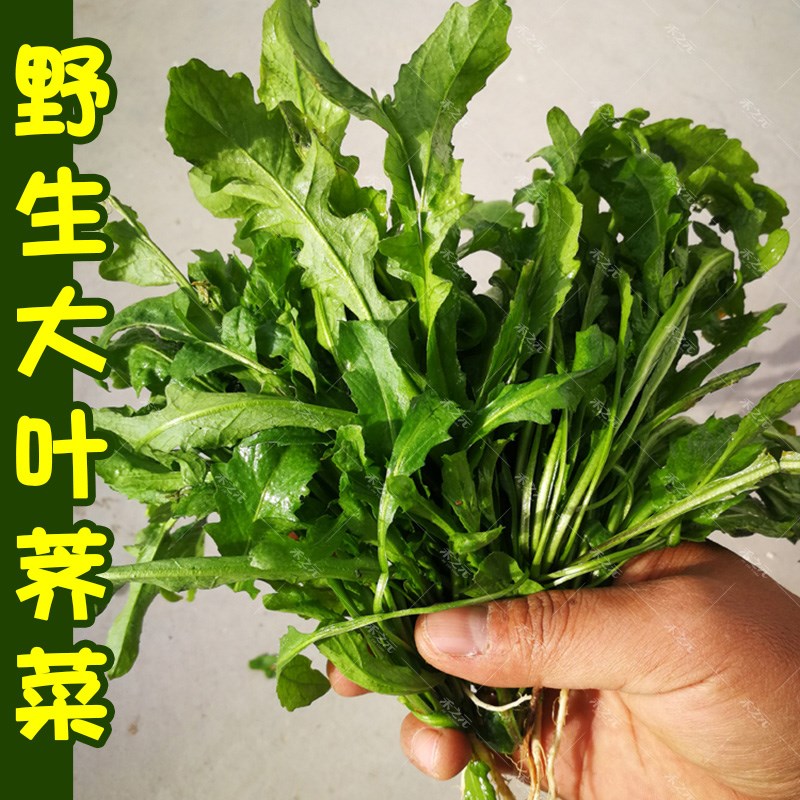 Полный набор семян сырца | Семена дикорастущих овощей с большими листьями на все сезоны | Съедобные семена сырца для горшечного выращивания