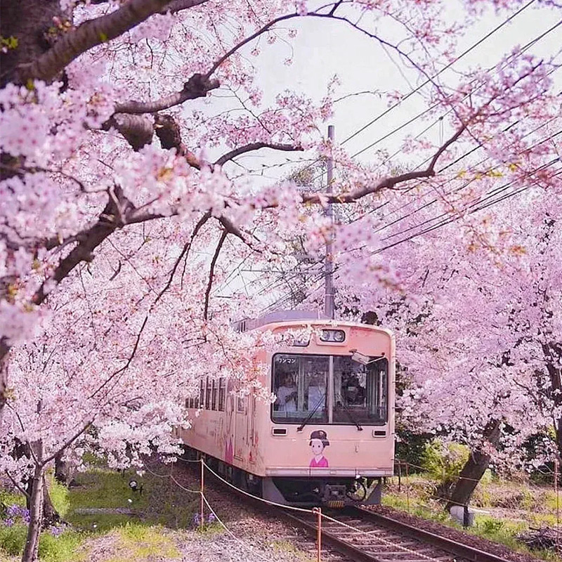 Япония одноразовая туристическая виза подача в Шанхае CITIC Travel полный возврат при отказе упрощенная ускоренная процедура студенты 3-летняя 5-летняя многократная виза Шанхай