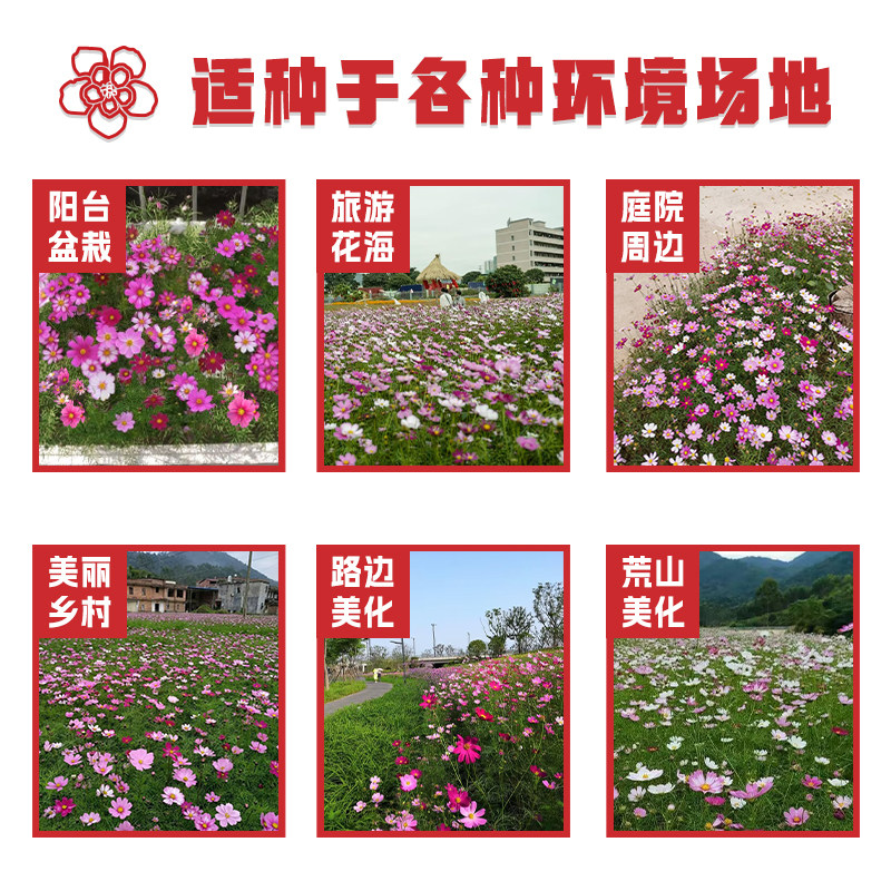 Cosmos Flower Seeds Gesang Flower Seeds Year-Round Blooming Gesang Flower Seeds Garden Wildflower Seeds