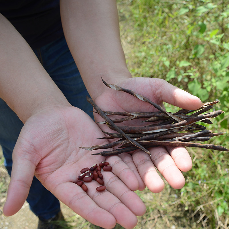 Длиннозерный красный фасоль Сяо Цзян новый урожай, не красная фасоль, отборный красный фасоль 500г, деревенские старые сорта злаков, партнер с чжу
