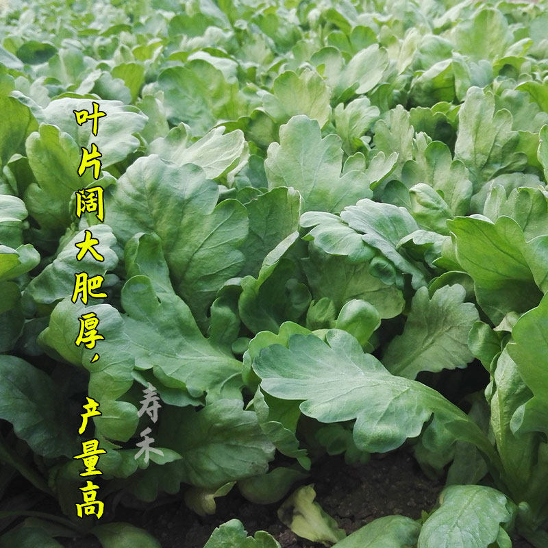 Семена хризантемы с большими и маленькими листьями, овощи Императора для осенне-зимнего сезона