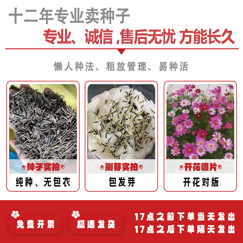 Семена цветов космос Гесанг семена цветов круглогодичного цветения семена цветов для сада и диких растений