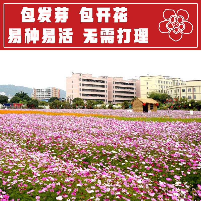 Cosmos Flower Seeds Gesang Flower Seeds Year-Round Blooming Gesang Flower Seeds Garden Wildflower Seeds