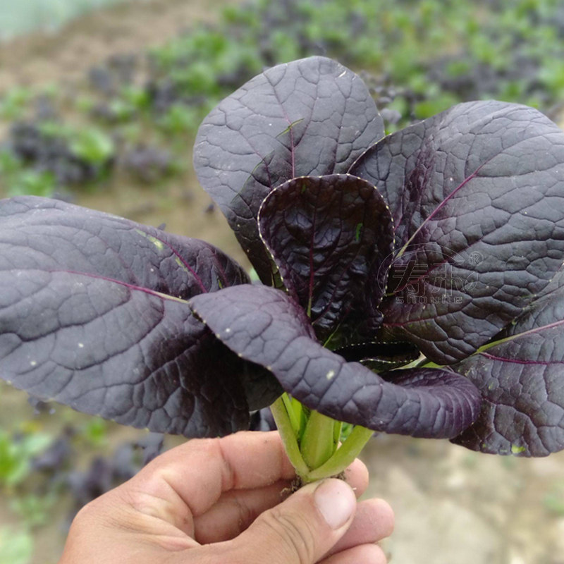 Семена фиолетовой рапса, семена молодого пак-чой, семена красного шанхайского пак-чой, овощные семена для осени и круглого сезона