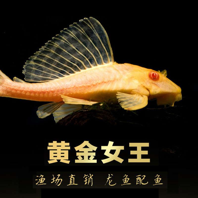 Красноглазый золотой королевский сом-присоска живое существо, королева с большими плавниками, леопардовый узор, тропическая рыба для аквариума