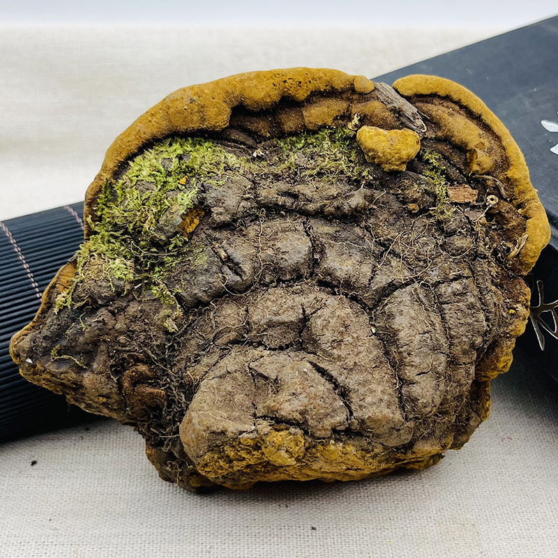 Тибетский дикий гриб Сангхуан Линчжи премиум класса, аутентичный с золотой каймой, Юньнань, целиком гриб Сангхуан