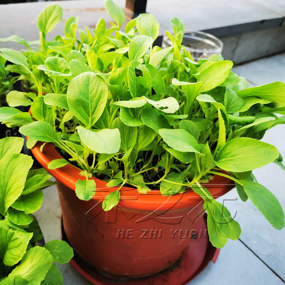 Семена овощей Цзи Мао Цай, Шанхайская зелень, полный набор семян, семена пак-чой для балконного выращивания, круглогодично