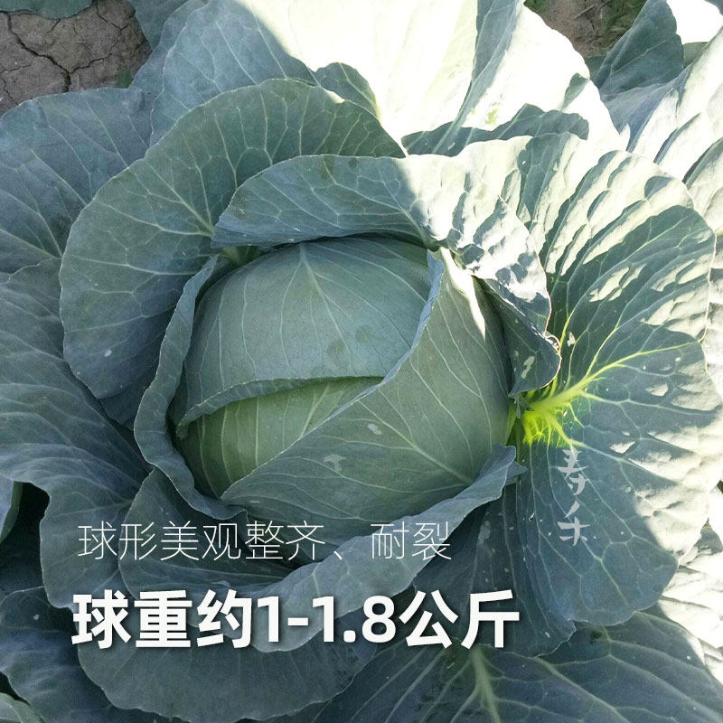 Семена капусты, рассада капусты, семена кочанной капусты, круглая капуста