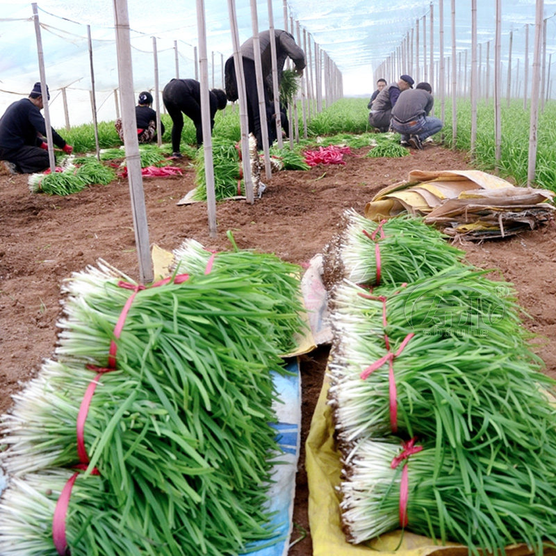 Семена чеснока Xuejiu широколистные четырехсезонные для горшков с корнеплодами, мелкие листья, саженцы