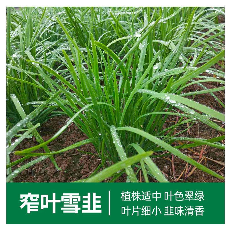 Семена чеснока Xuejiu широколистные четырехсезонные для горшков с корнеплодами, мелкие листья, саженцы