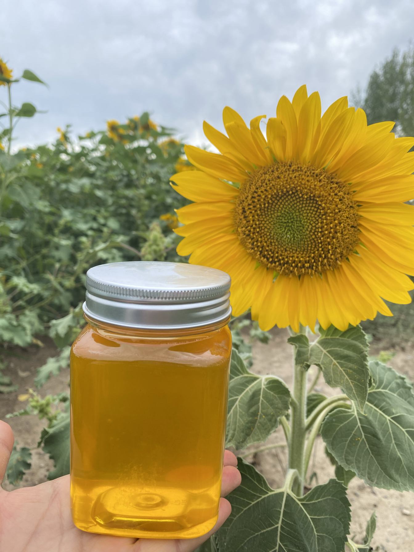 Подсолнечный мед из Синьцзяна 500г | Мед Цзиньша высокого созревания, чистый натуральный