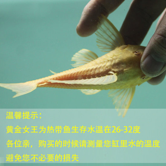 Красноглазый золотой королевский сом-присоска живое существо, королева с большими плавниками, леопардовый узор, тропическая рыба для аквариума