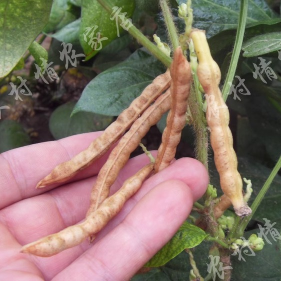 Nongcunqing 2024 фермерская красная фасоль адзуки, не адзуки, новая красная фасоль, цельнозерновая красная фасоль 500 г