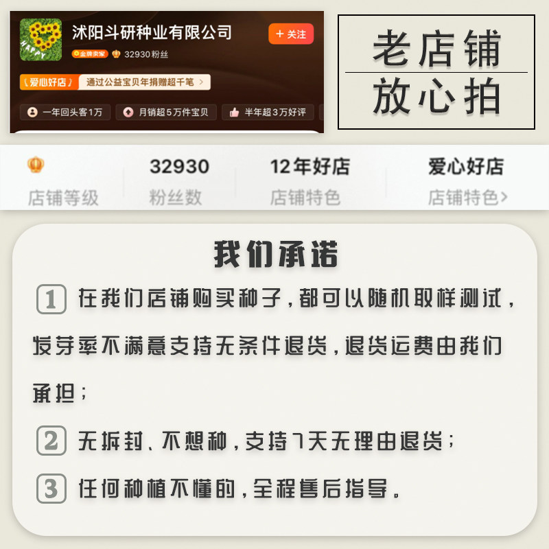 Cosmos Flower Seeds Gesang Flower Seeds Year-Round Blooming Gesang Flower Seeds Garden Wildflower Seeds