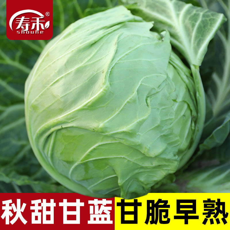 Семена капусты, рассада капусты, семена кочанной капусты, круглая капуста