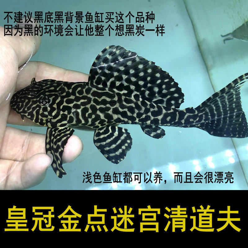 Красноглазый золотой королевский сом-присоска живое существо, королева с большими плавниками, леопардовый узор, тропическая рыба для аквариума