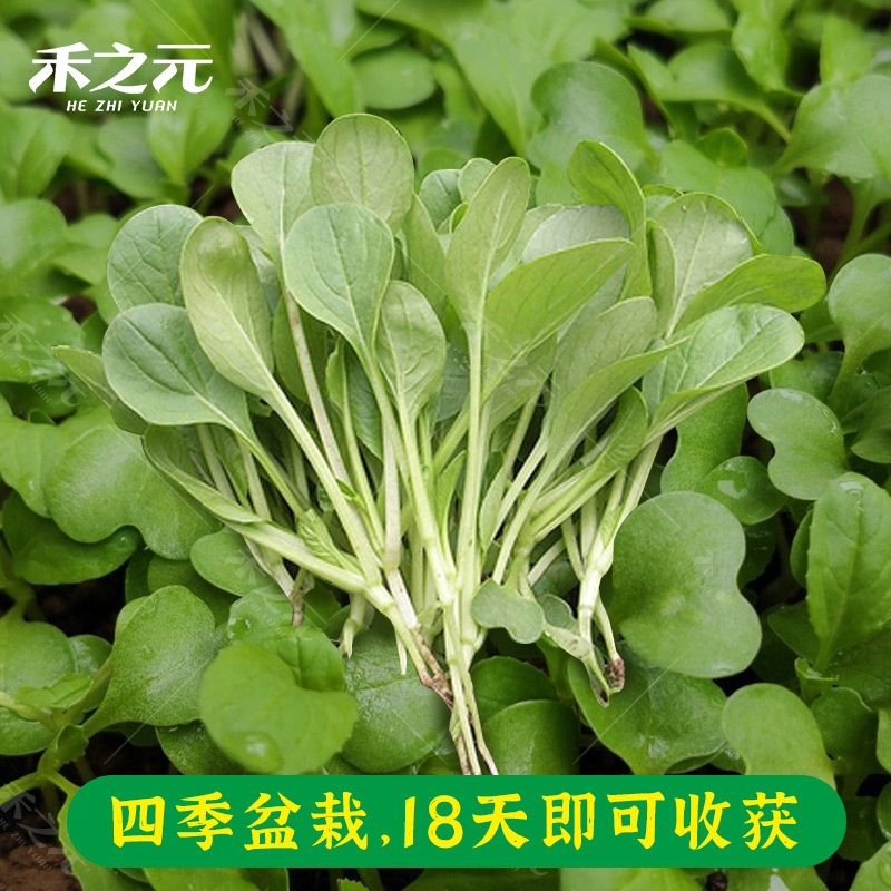 Семена овощей Цзи Мао Цай, Шанхайская зелень, полный набор семян, семена пак-чой для балконного выращивания, круглогодично