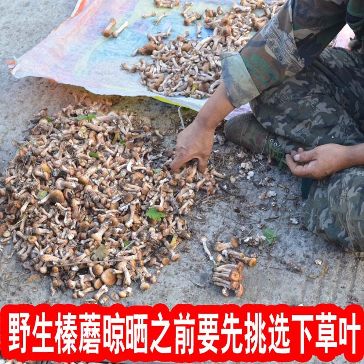 Свежий урожай диких лисичек 500г с бесплатной доставкой, сушеные продукты из северо-востока Китая, куриный рагу с лисичками без корней