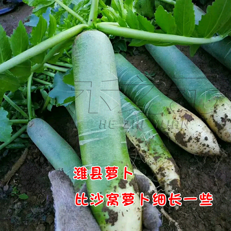 Семена зеленой редьки Шао из Тяньцзиня, полный ассортимент осенняя и всесезонная коллекция овощей с фермы Шаньдун