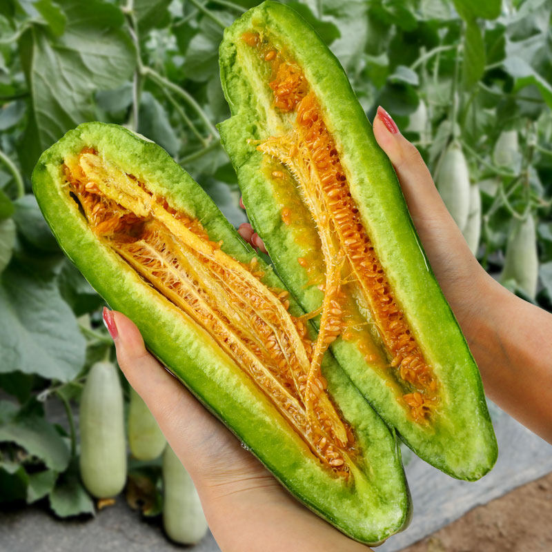 Семена и саженцы медовой дыни с рогами, хрустящей сладкой дыни, овощные саженцы с высокой урожайностью, ароматной дыни на все сезоны, комплект уплотненных саженцев