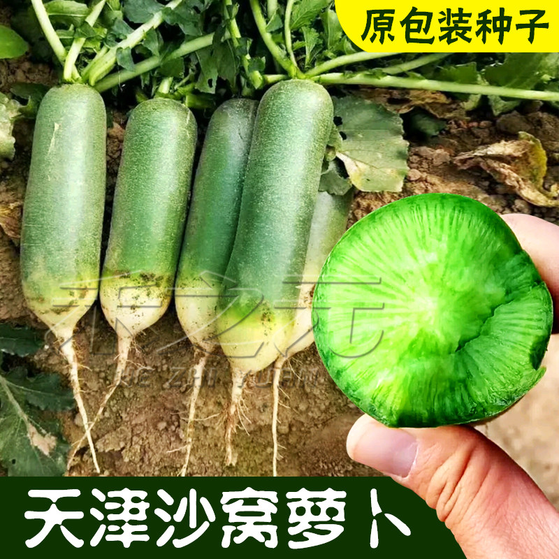 Семена зеленой редьки Шао из Тяньцзиня, полный ассортимент осенняя и всесезонная коллекция овощей с фермы Шаньдун