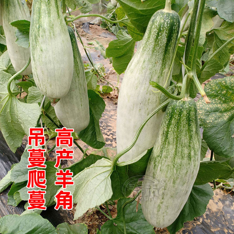 Семена и саженцы медовой дыни с рогами, хрустящей сладкой дыни, овощные саженцы с высокой урожайностью, ароматной дыни на все сезоны, комплект уплотненных саженцев