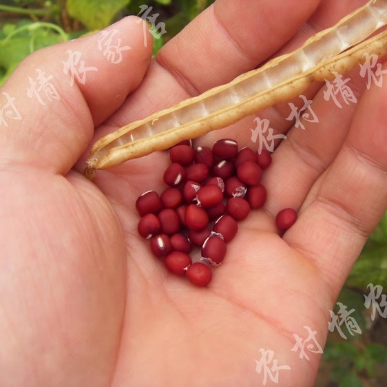 Nongcunqing 2024 фермерская красная фасоль адзуки, не адзуки, новая красная фасоль, цельнозерновая красная фасоль 500 г