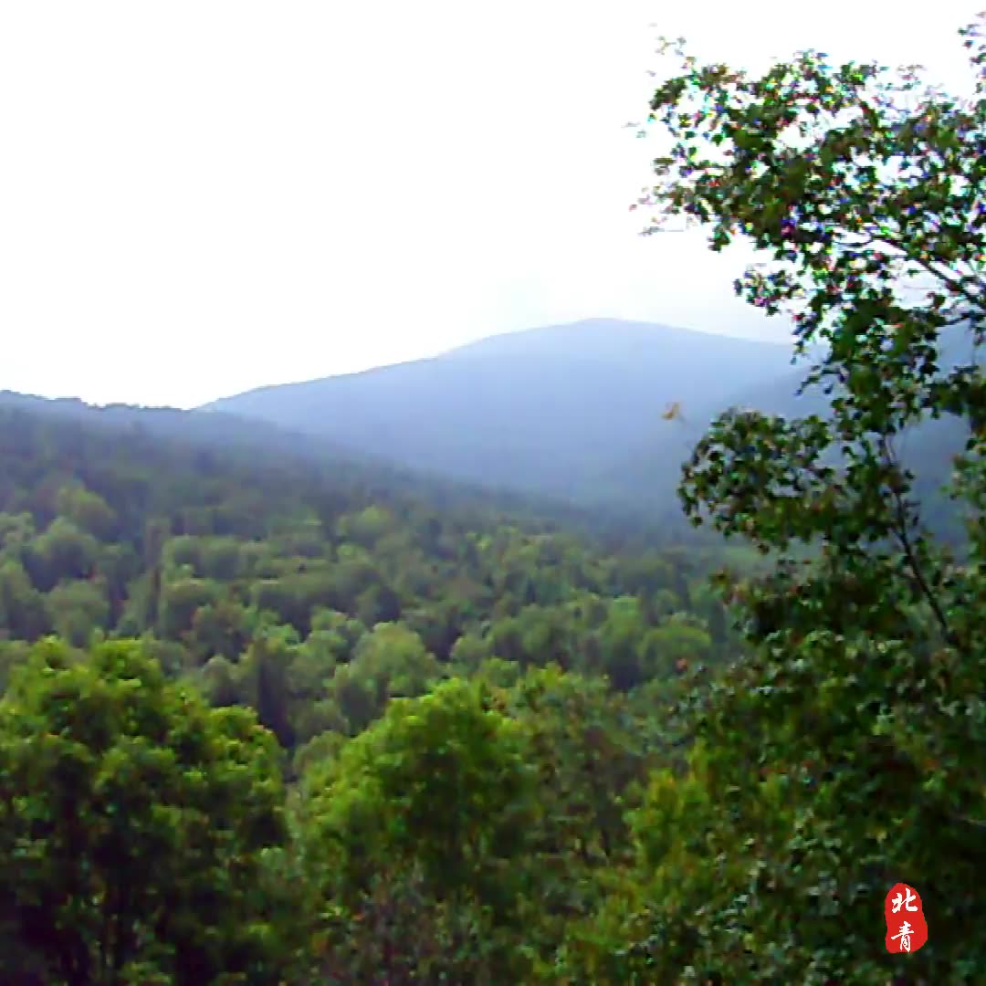 Свежий дикий мед шизандры из глубоких гор, сырой мед домашнего производства, натуральный дикий зрелый многоцветочный мед без добавок