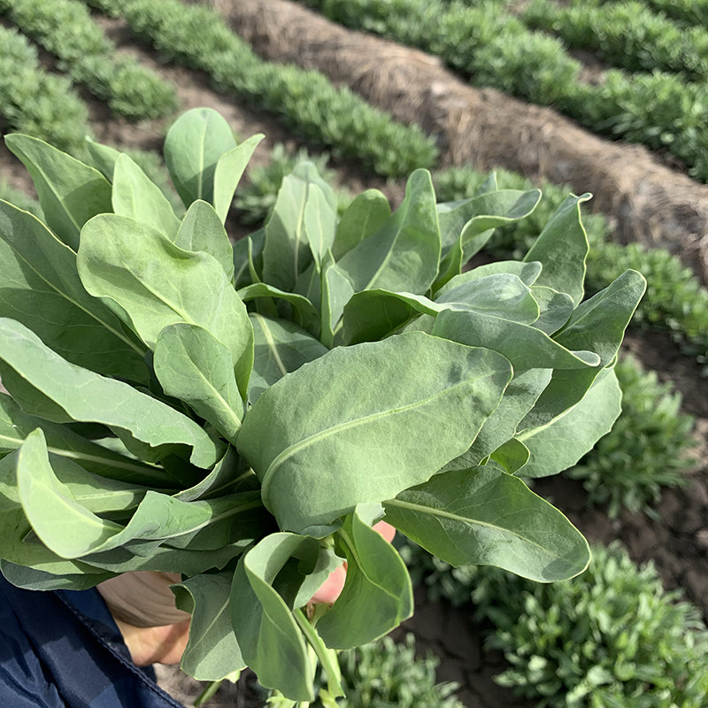 Порошок шампуня из чистой травы Усман из Синьцзяна для улучшения выпадения волос, контроля жирности, питания кожи головы, уменьшения перхоти и увеличения густоты волос