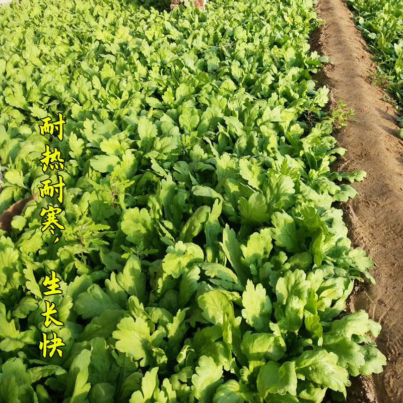 Семена хризантемы с большими и маленькими листьями, овощи Императора для осенне-зимнего сезона